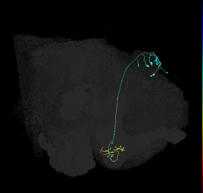 KCg-m_R (FlyEM-HB:630722941)