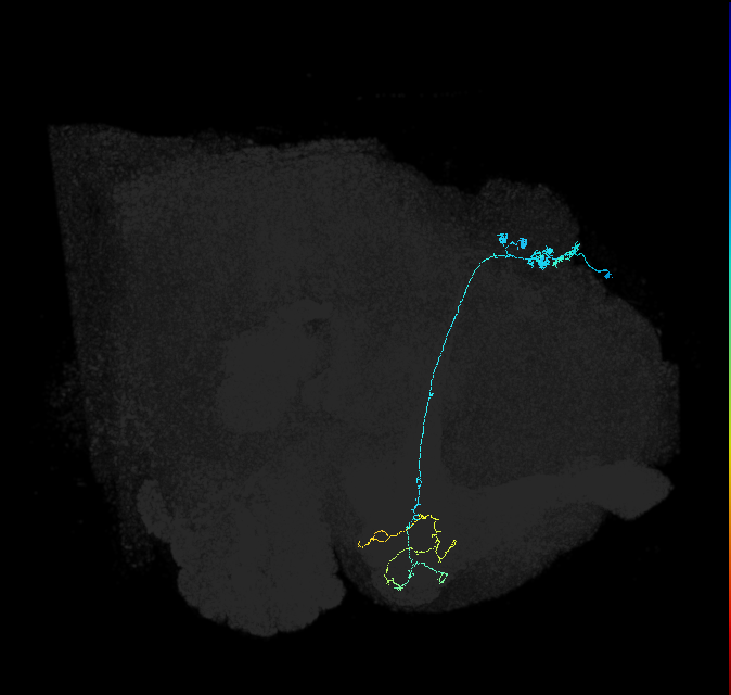 KCg-m_R (FlyEM-HB:5812981706)