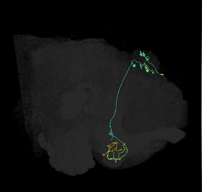 KCg-m_R (FlyEM-HB:972128731)