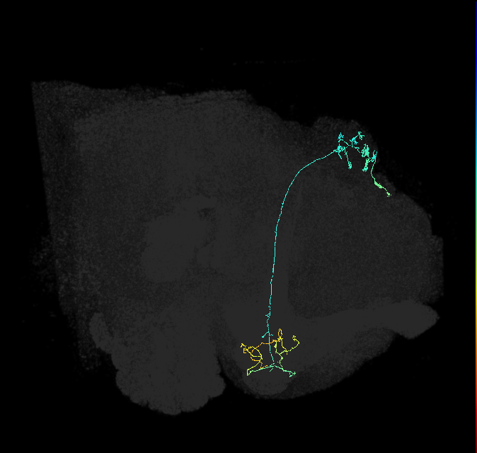 KCg-m_R (FlyEM-HB:1141337518)