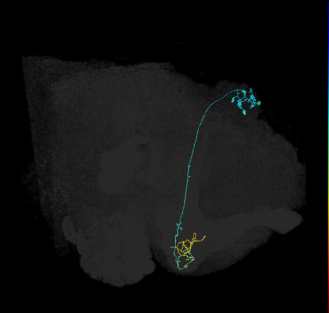 KCg-m_R (FlyEM-HB:5813021469)