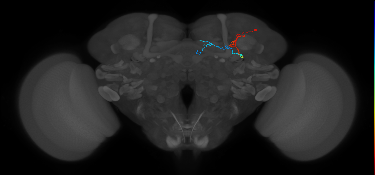 KCg-m_R (FlyEM-HB:1068617431)
