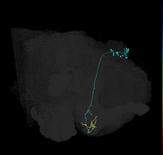 KCg-m_R (FlyEM-HB:5813021341)