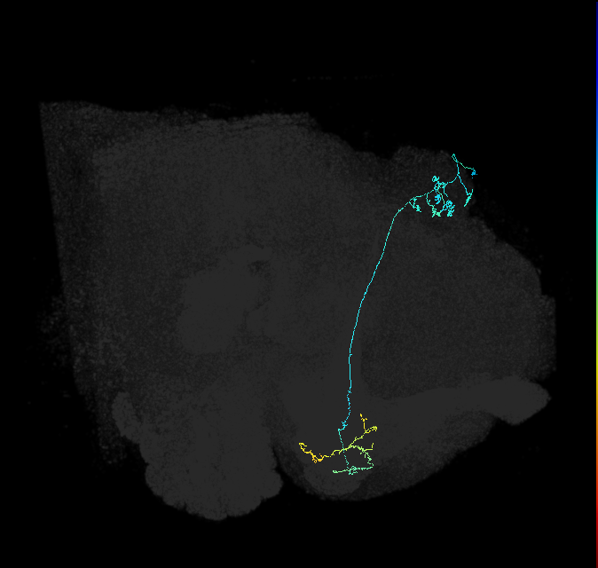 KCg-m_R (FlyEM-HB:631396256)