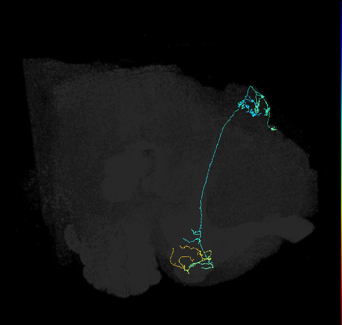 KCg-m_R (FlyEM-HB:5813084692)