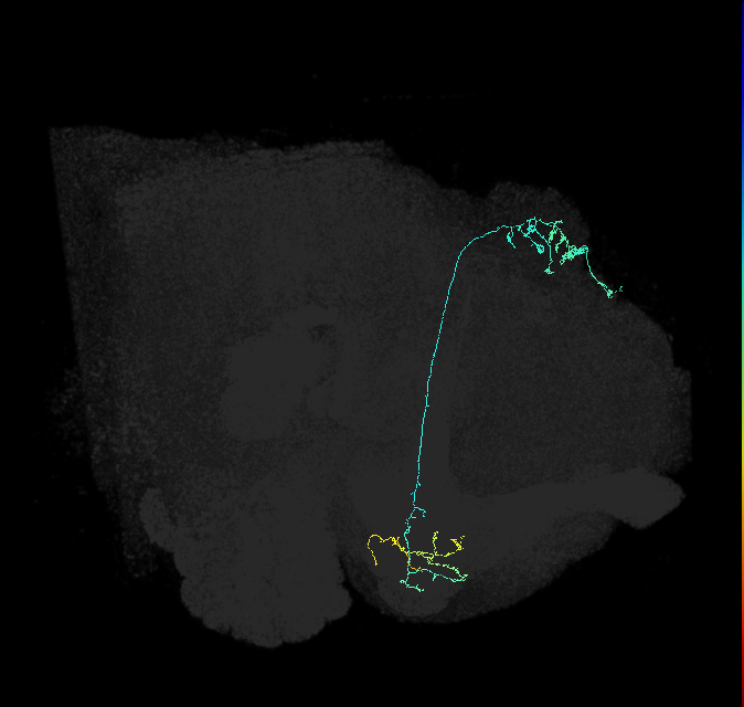KCg-m_R (FlyEM-HB:1141678931)