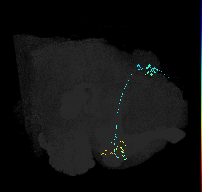 KCg-m_R (FlyEM-HB:539983731)