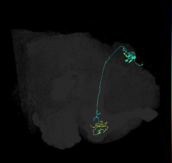 KCg-m_R (FlyEM-HB:1129323248)