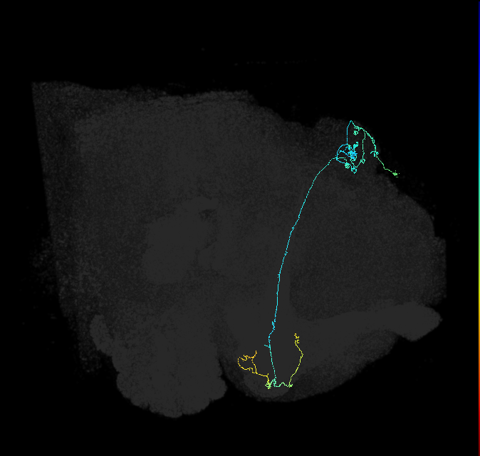 KCg-m_R (FlyEM-HB:631400693)