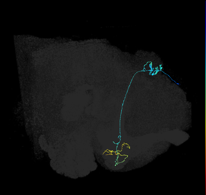 KCg-m_R (FlyEM-HB:509264220)