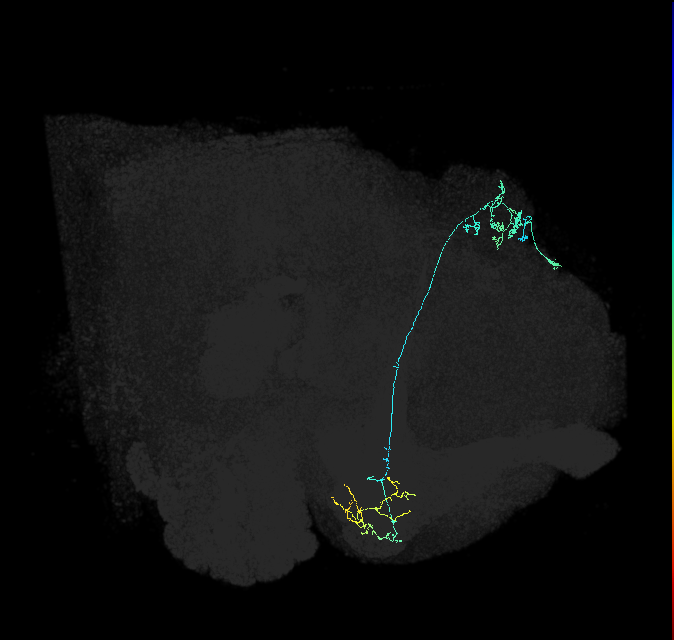 KCg-m_R (FlyEM-HB:631400598)