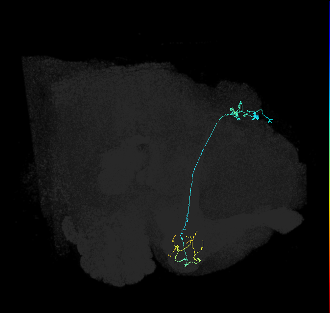 KCg-m_R (FlyEM-HB:601047826)