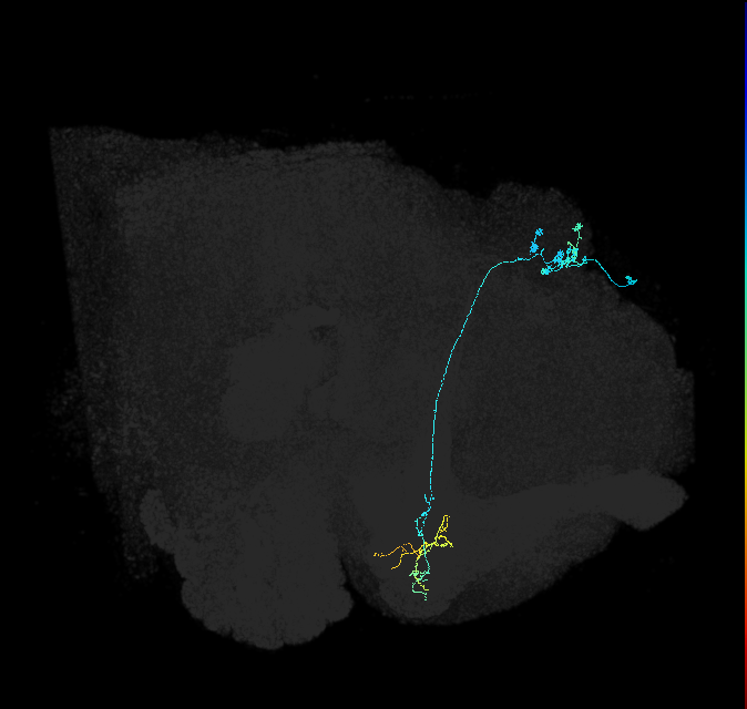 KCg-m_R (FlyEM-HB:446883390)