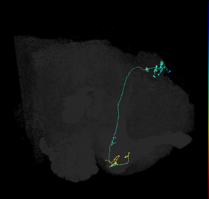 KCg-m_R (FlyEM-HB:5812981154)