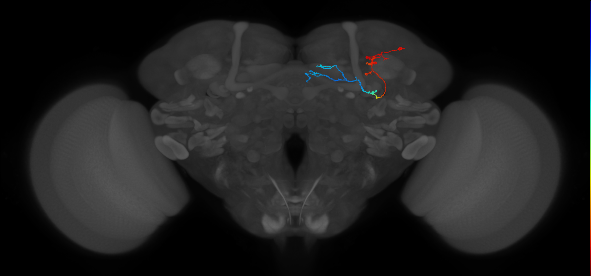 KCg-m_R (FlyEM-HB:5812981154)