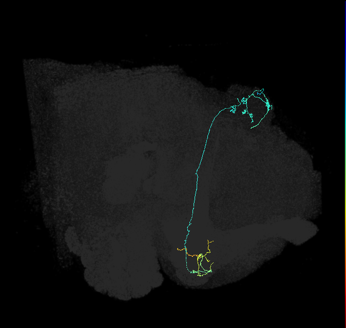KCg-m_R (FlyEM-HB:5812979176)