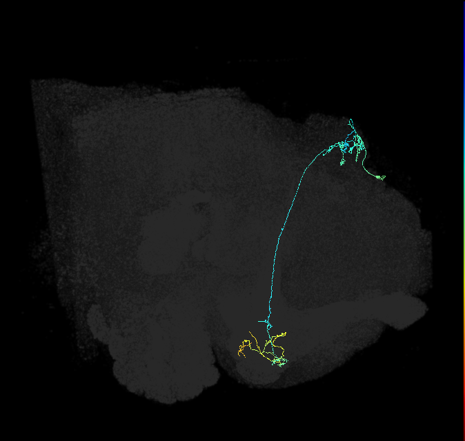 KCg-m_R (FlyEM-HB:5813022203)