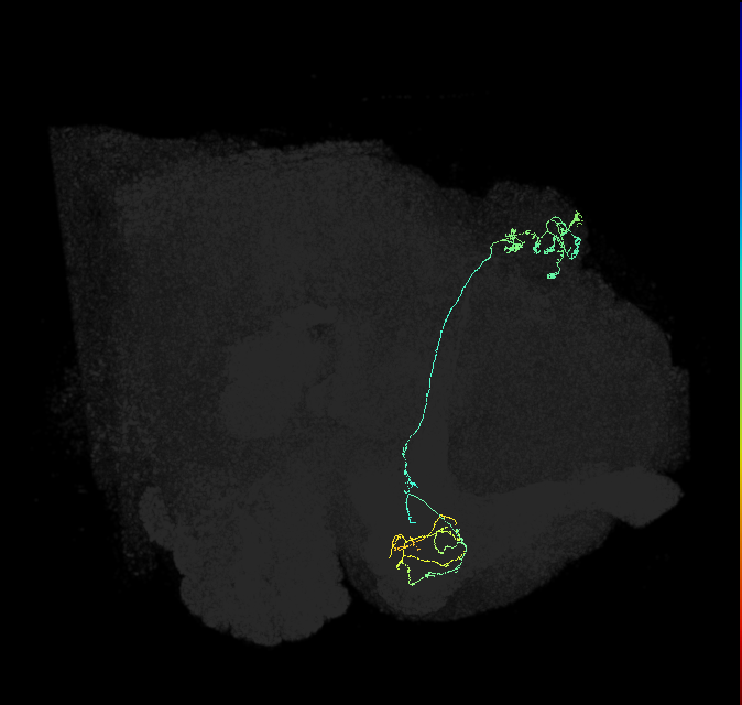 KCg-m_R (FlyEM-HB:662452625)