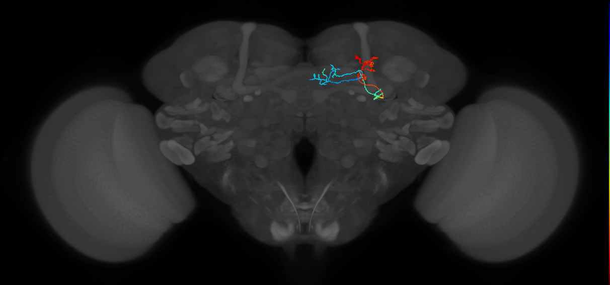 KCg-m_R (FlyEM-HB:662452625)