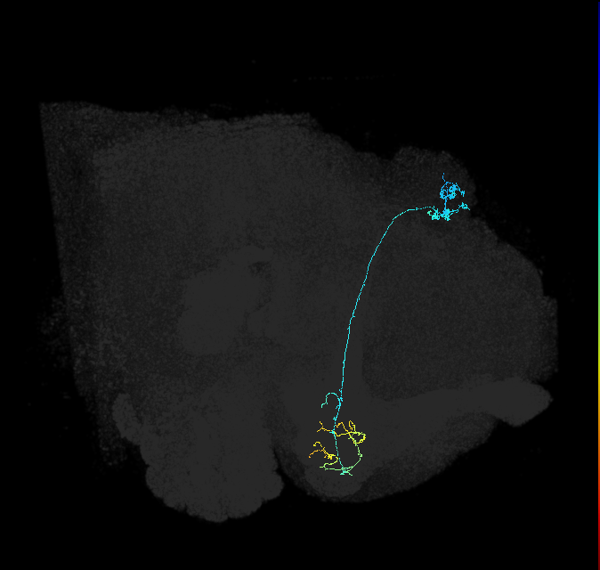 KCg-m_R (FlyEM-HB:5813080766)