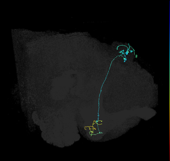 KCg-m_R (FlyEM-HB:661084049)