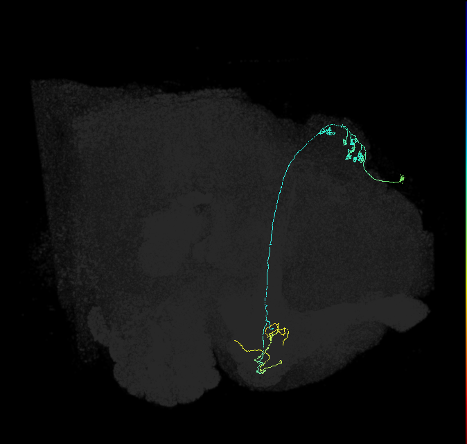 KCg-m_R (FlyEM-HB:5813062862)