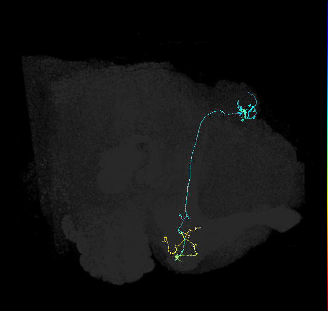 KCg-m_R (FlyEM-HB:661395129)