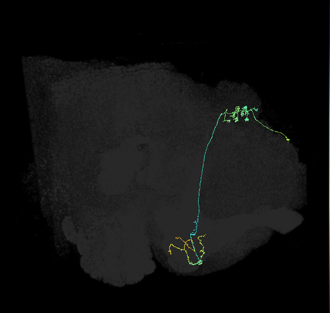 KCg-m_R (FlyEM-HB:1173391076)