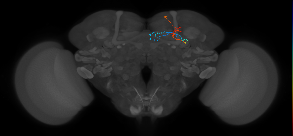 KCg-m_R (FlyEM-HB:1173391076)