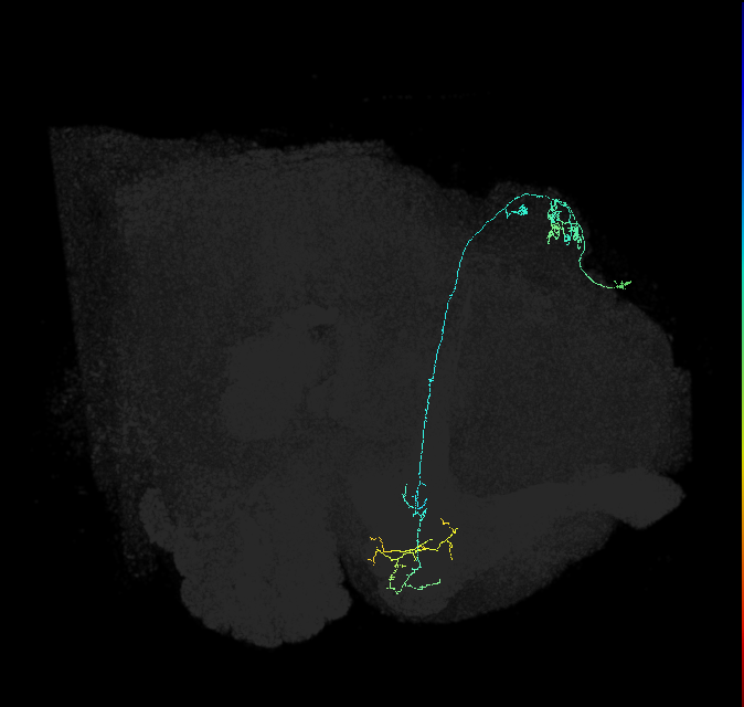 KCg-m_R (FlyEM-HB:631422121)