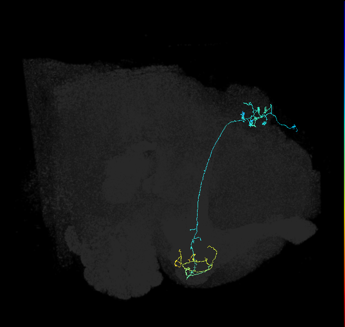 KCg-m_R (FlyEM-HB:508616471)