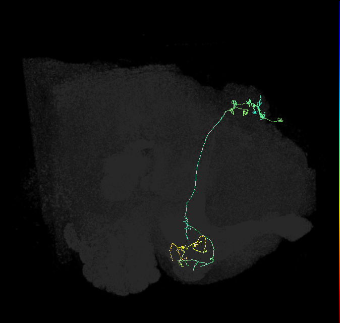 KCg-m_R (FlyEM-HB:663134970)
