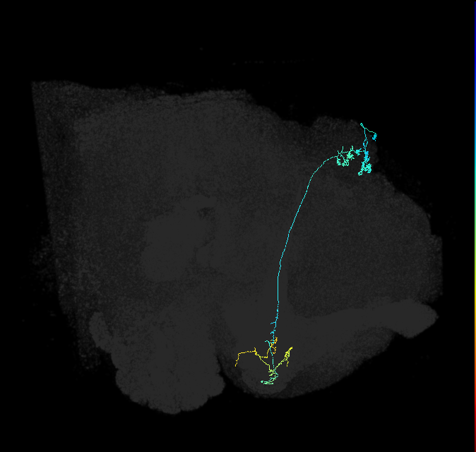 KCg-m_R (FlyEM-HB:5813075855)