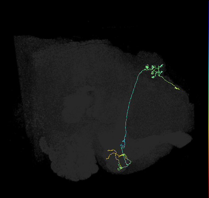 KCg-m_R (FlyEM-HB:571778381)