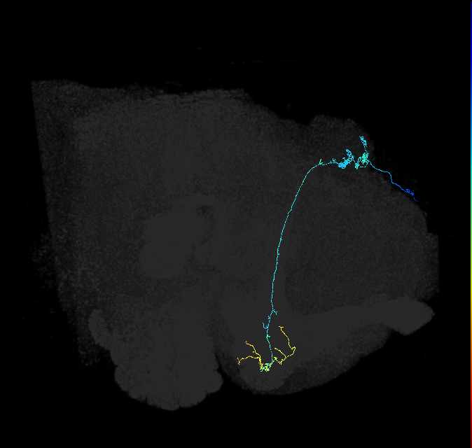 KCg-m_R (FlyEM-HB:508935964)
