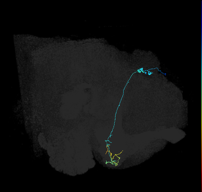 KCg-m_R (FlyEM-HB:663091787)