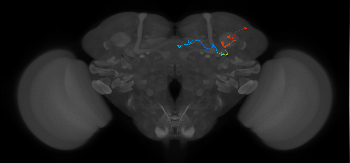 KCg-m_R (FlyEM-HB:663091787)