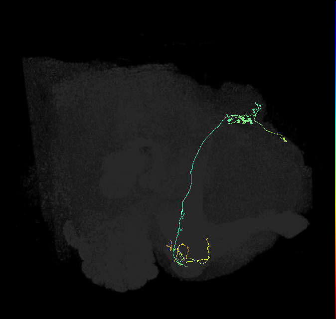 KCg-m_R (FlyEM-HB:662107593)