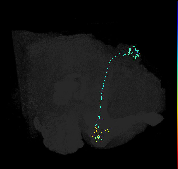 KCg-m_R (FlyEM-HB:664141134)