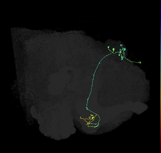 KCg-m_R (FlyEM-HB:973488234)