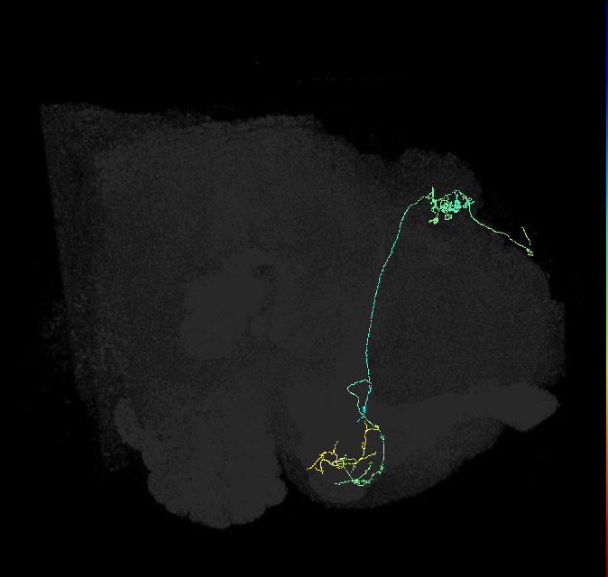 KCg-m_R (FlyEM-HB:5813077613)