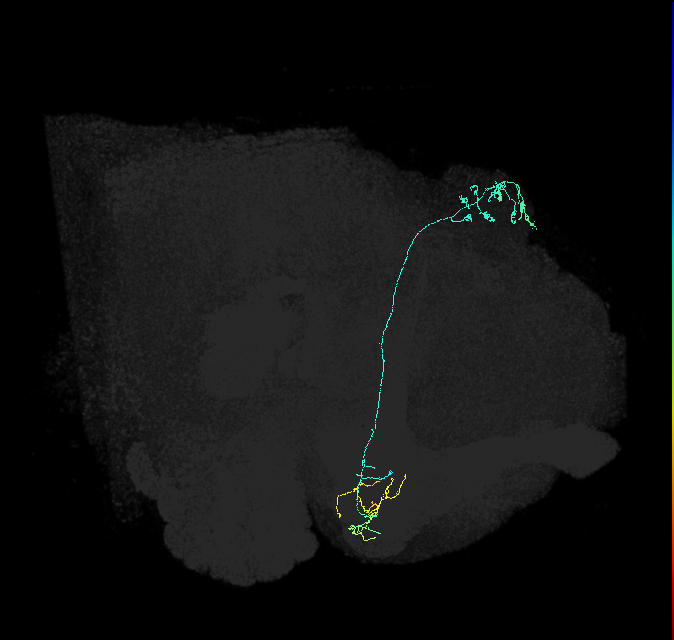 KCg-m_R (FlyEM-HB:5813054085)