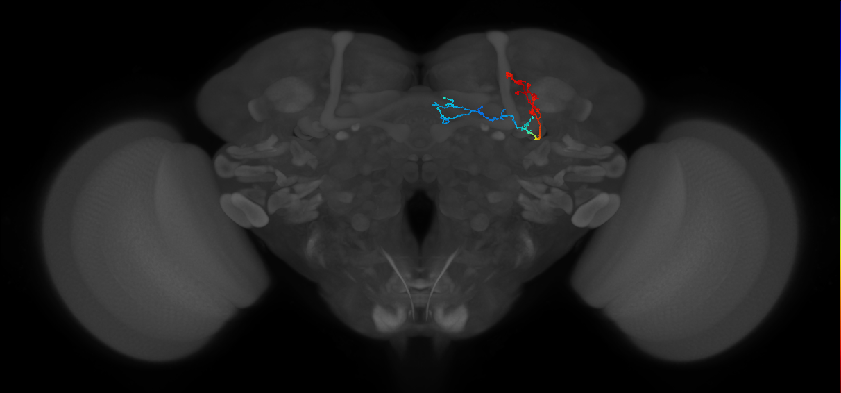KCg-m_R (FlyEM-HB:5813054085)