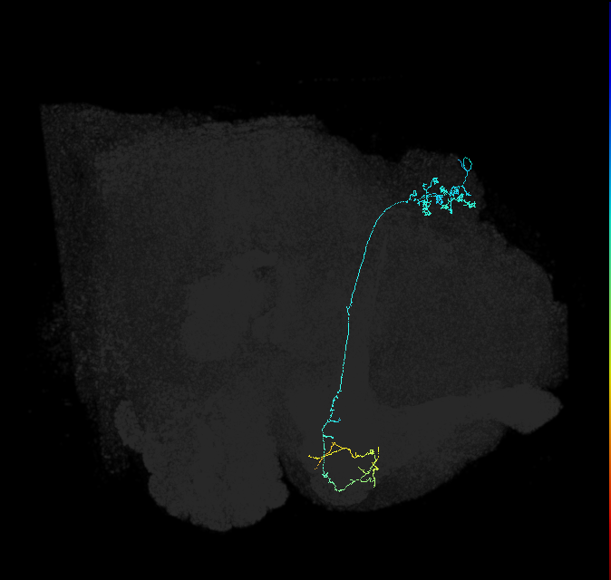 KCg-m_R (FlyEM-HB:5813032782)