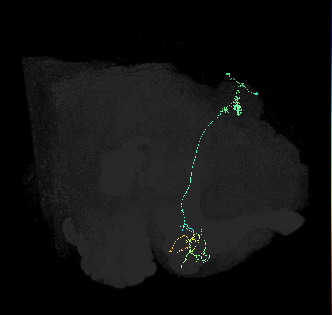KCg-m_R (FlyEM-HB:816276925)