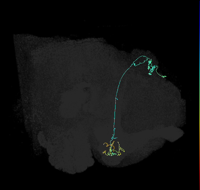 KCg-m_R (FlyEM-HB:5813057210)