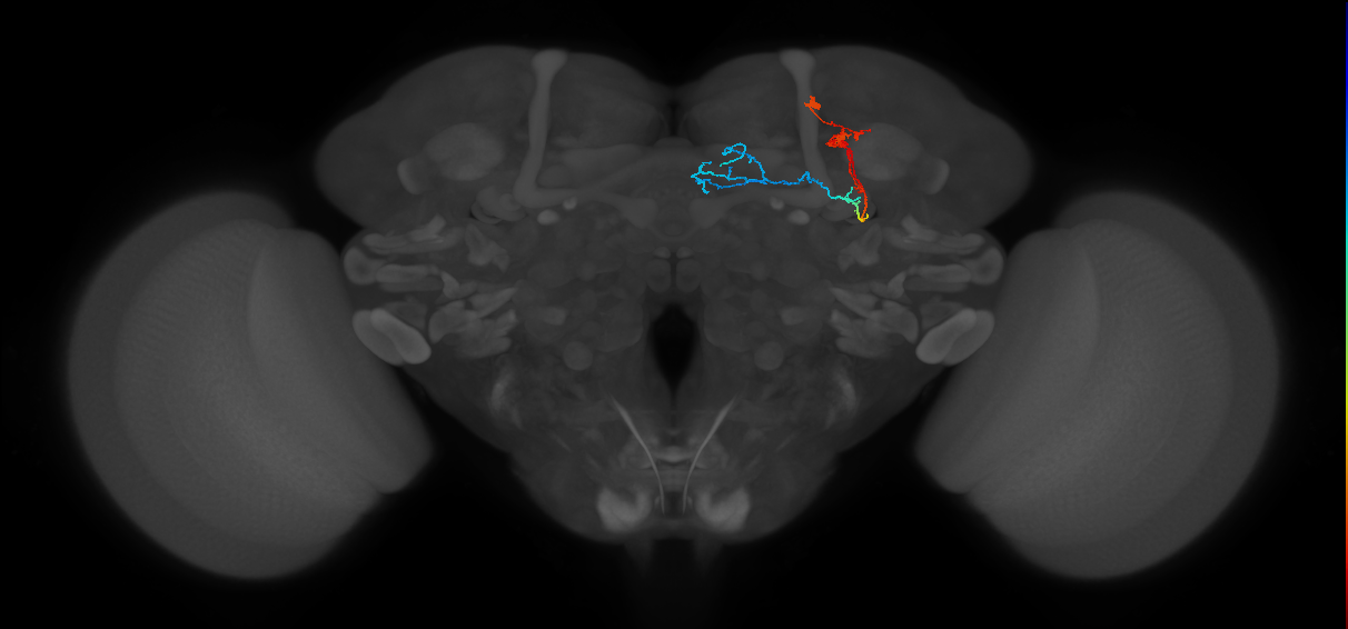 KCg-m_R (FlyEM-HB:5813057210)