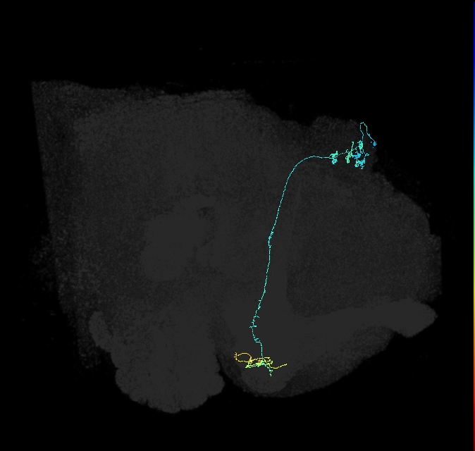 KCg-m_R (FlyEM-HB:5813055924)