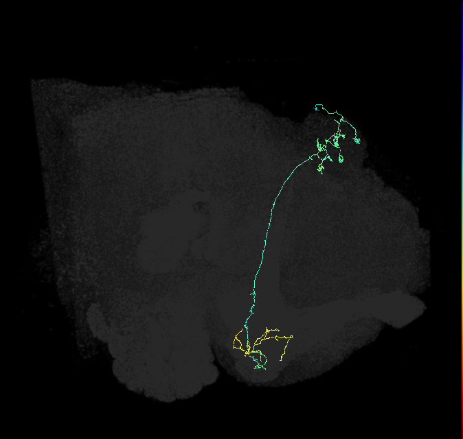 KCg-m_R (FlyEM-HB:754547386)