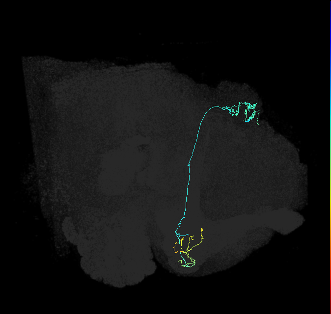 KCg-m_R (FlyEM-HB:1097265345)